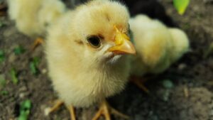 Як правильно вибрати добових або підрощених курчат?