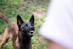 Агресія у собак — у чому причина проблеми і як її вирішити?