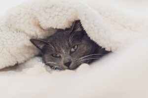 Чому кішка ховається під ковдру — 6 причин.