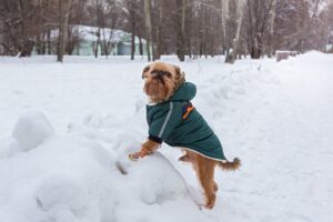 Чи потрібна моєму собаці куртка взимку?