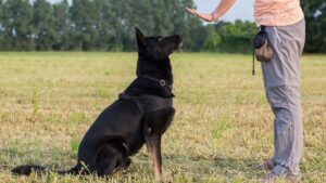 Комплекс: команди «СИДІТИ», «ЛЕЖАТИ», «СТОЯТИ».