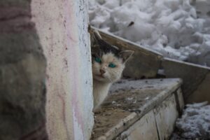 Переваги та ризики: Чи варто брати кішку з вулиці?