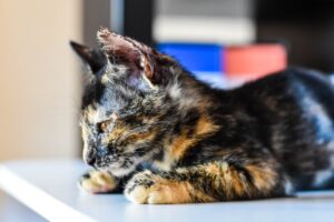 Лямбліоз у котів: причини, симптоми та лікування.
