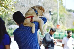Що робити, якщо собака боїться вулиці?