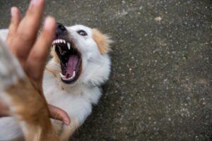 Чому собака огризається на господаря під час покарання?