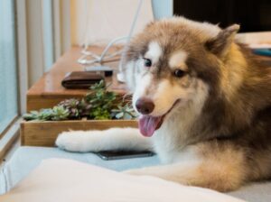 Чому ваш собака гикає?