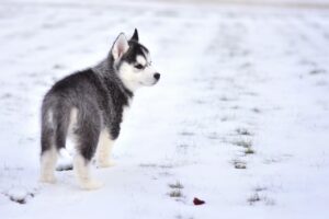 Коли можна гуляти з цуценям на вулиці?