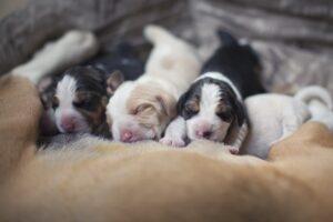 Коли цуценята відкривають очі після народження?