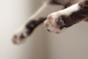 Як пережити смерть кота?