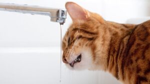 Як змусити кота пити воду?