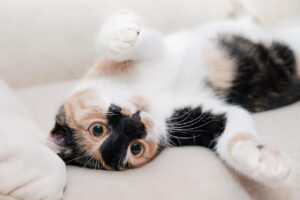 У кота гарячі вуха: причина та чим це небезпечно.