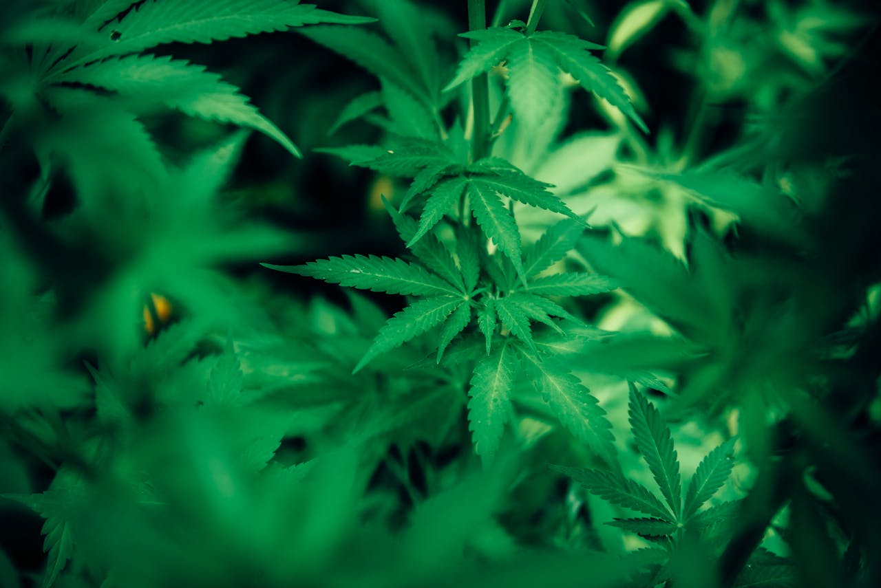 Поєднання риб’ячого жиру та CBD для оптимального здоров’я собак.