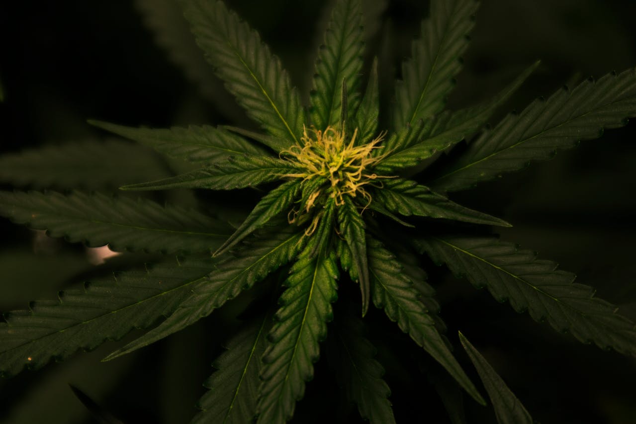Як можна використовувати CBD при артриті у собак: рекомендації, користь і лікування.