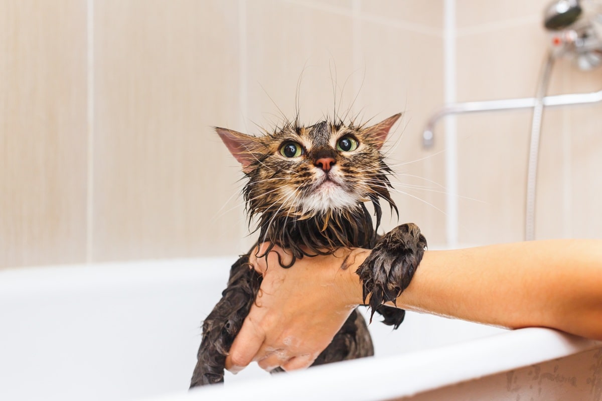 Як помити кота без стресу?