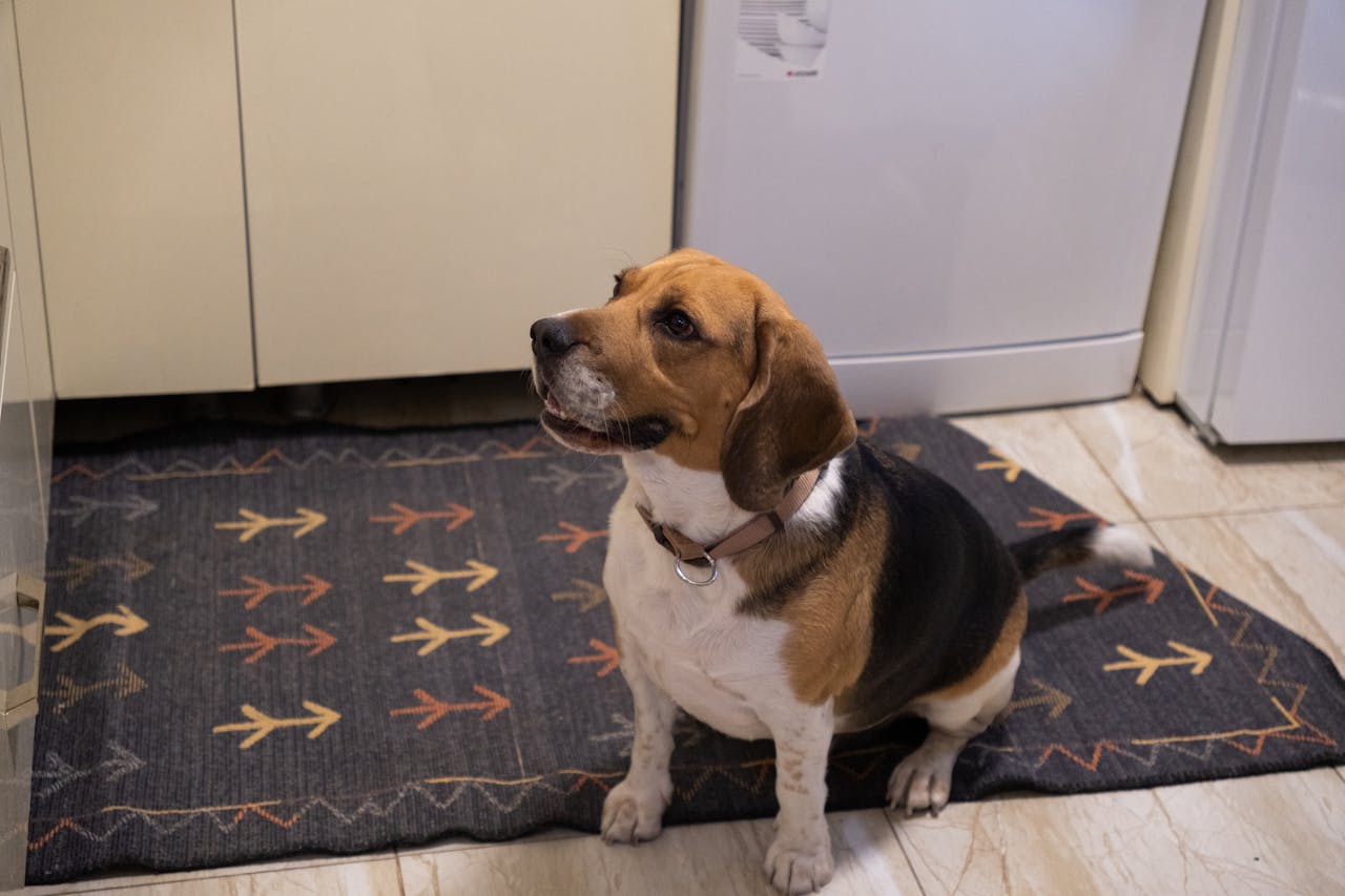 Що робити, якщо собака переїла?