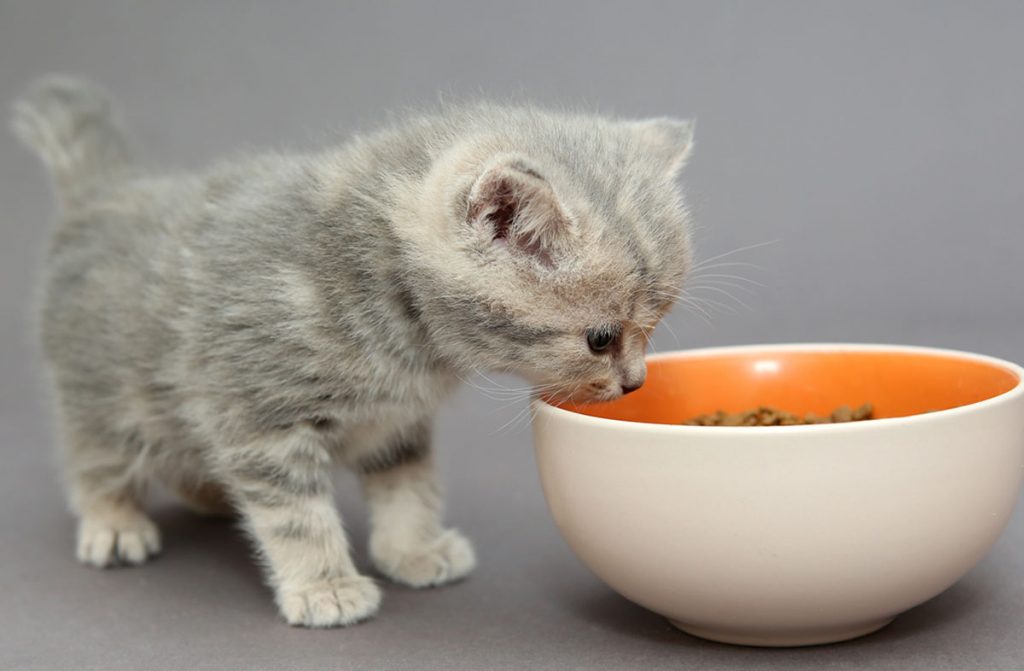 Скільки разів годувати кошеня сухим кормом