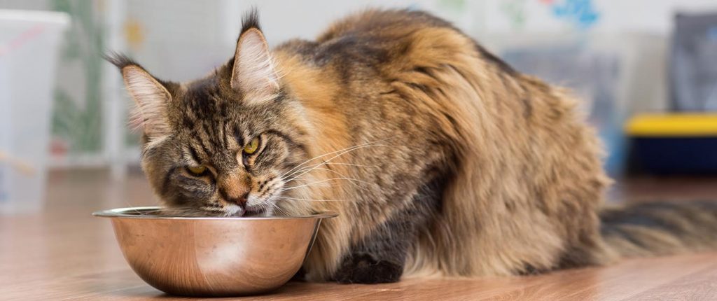 Скільки разів годувати кота сухим кормом