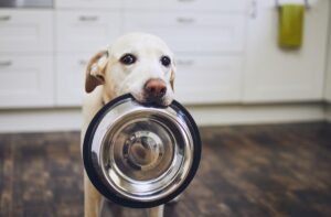 Чи годувати собаку сухим кормом?
