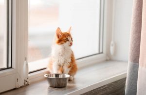 Чи можна кошеняті дорослий сухий корм?