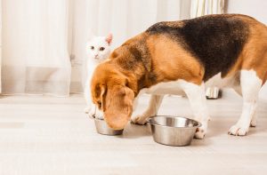 Чи можна собаці котячий сухий корм?