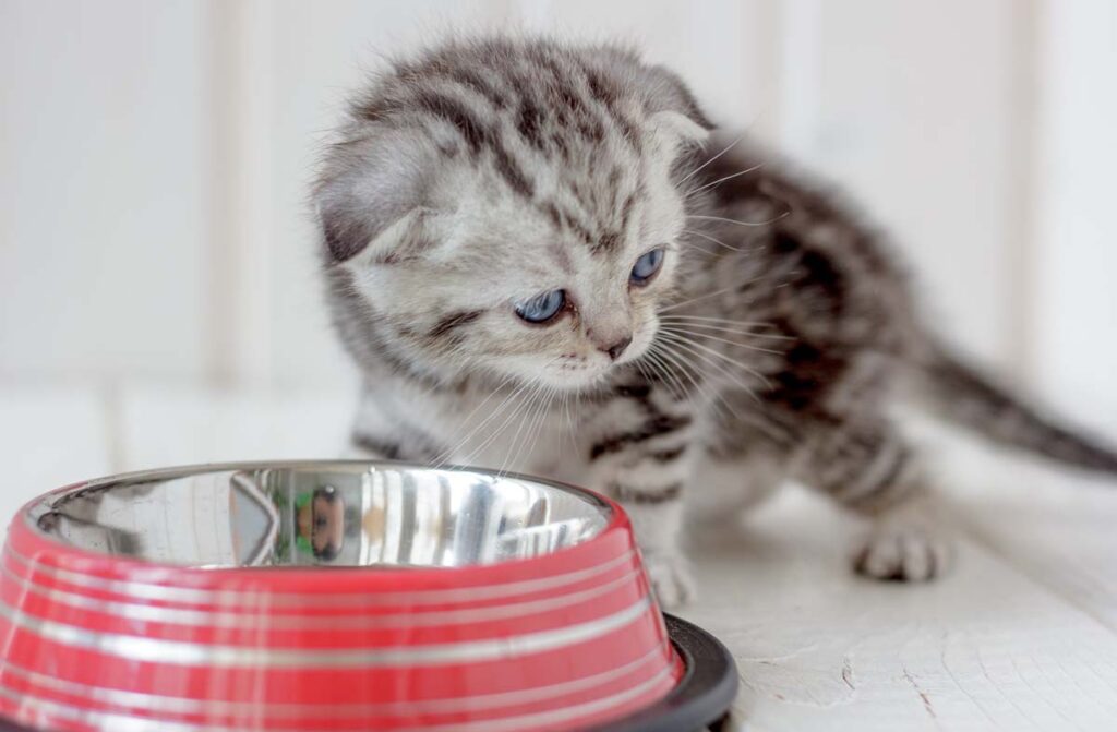 Годування кошенят сухим кормом