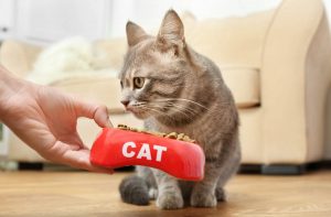 Як привчити кота до сухого корму.