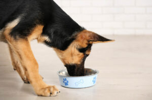 Який вибрати сухий корм для собак-юніорів?