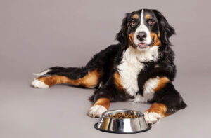 Раціон харчування старих собак.