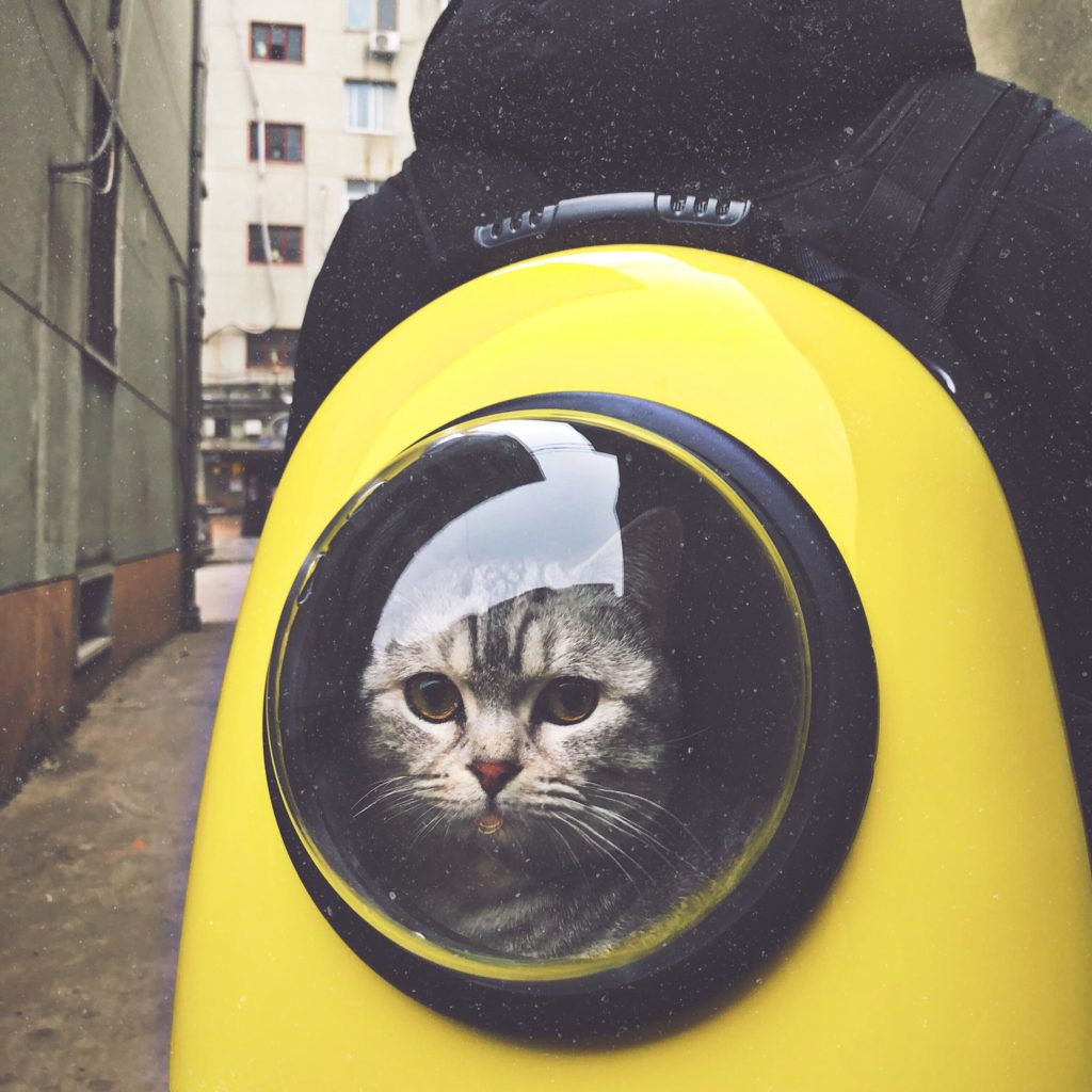 Рюкзак для кішок
