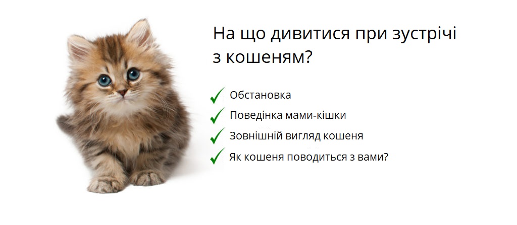 Що треба знати про кошеня