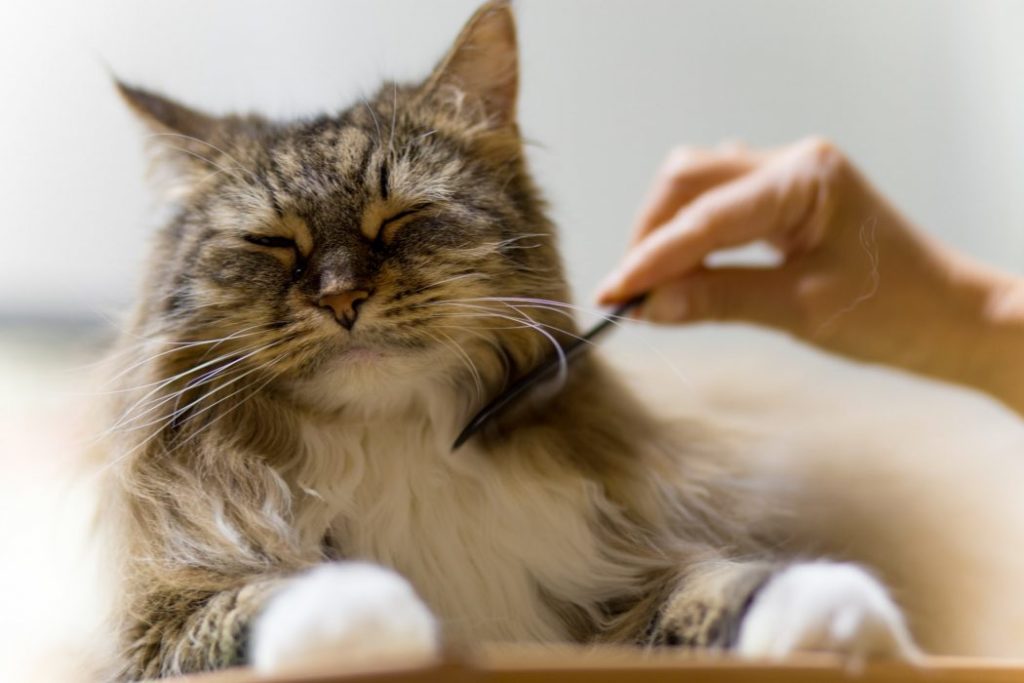 Стан шерсті кота при харчуванні якісним сухим кормом