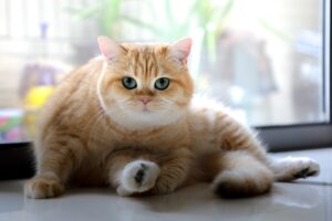 У що обходиться неправильне котяче харчування?