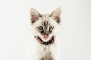 Як годувати кошеня правильно?