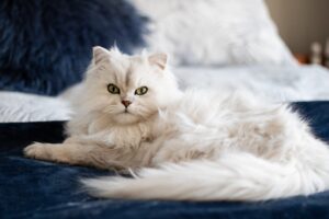 Яку породу кішок вибрати для будинку?