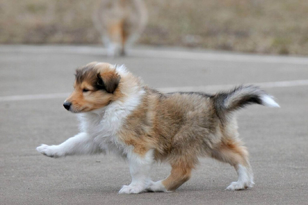 Дисплазія тазостегнових суглобів у собак: симптоми і лікування