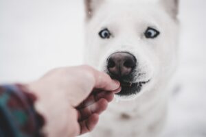 Як захистити зуби своєї собаки?
