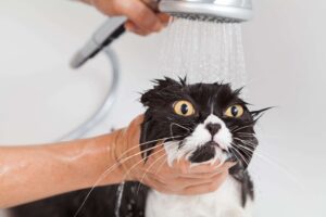 Чому коти бояться води?