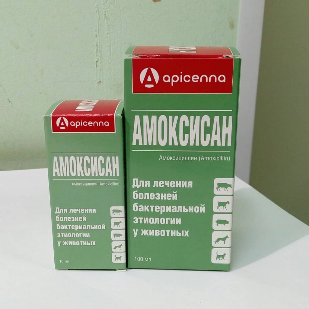 Амоксисан для собак — захист від бактерій