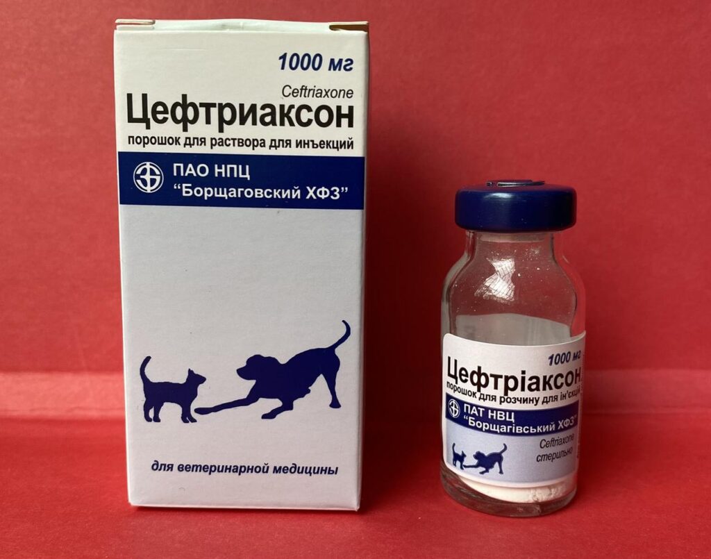 Цефтріаксон для котів — сучасний антибіотик