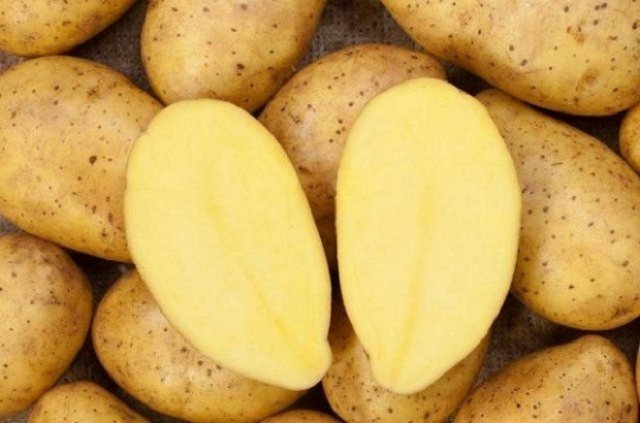 Посадка картоплі різаними бульбами