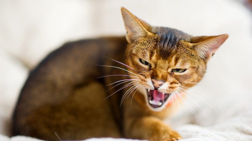 Чому кішка шипить: 5 причин конфліктної поведінки