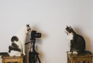 Як красиво сфотографувати кішку?