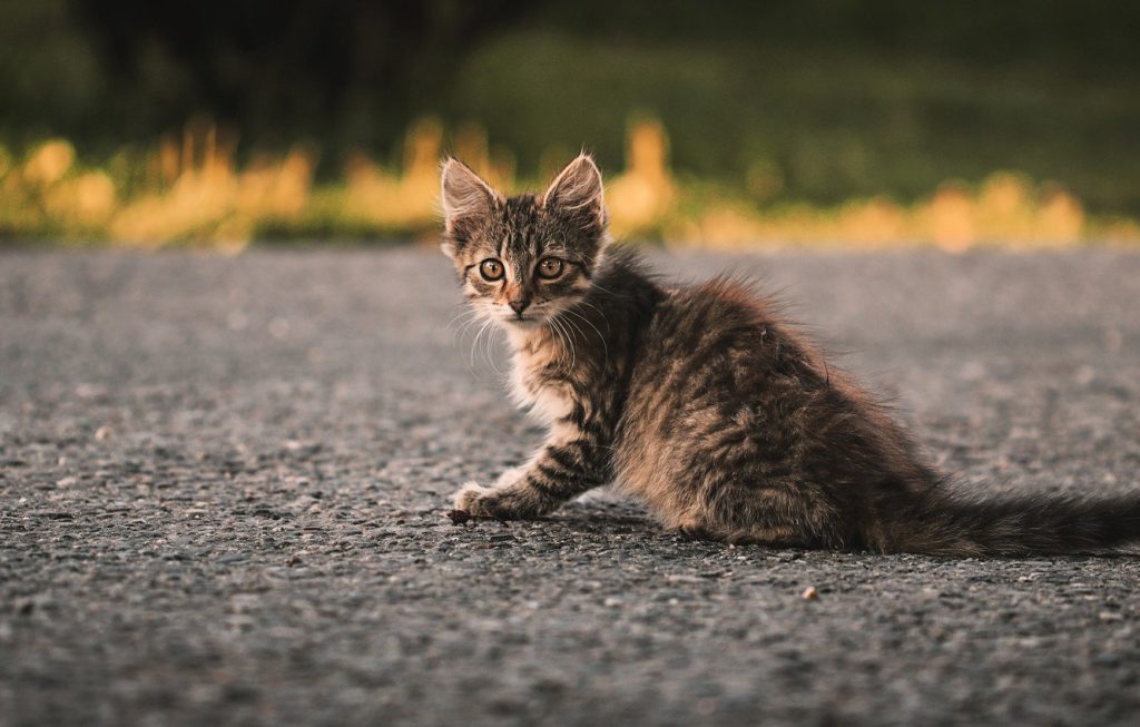 Як приручити дике кошеня з вулиці