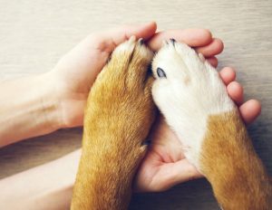 З’являються шишки на лапах собаки? — Насторожіться.