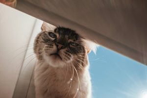 5 лайфхаків, які допоможуть вашим вихованцям пережити спеку.