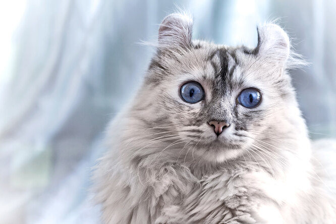 Американський керл (англ. American curl, ACL, ACS)