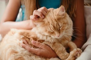 Чому кішки муркотять?