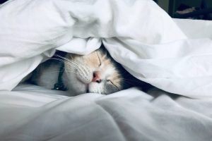 Чому кішки — це снодійне?