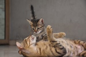 Кішка народила кошенят: три головні поради від експерта, які має знати кожен.