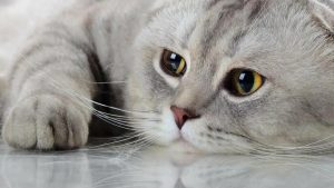 Котяча депресія: як допомогти кішці подолати стрес?